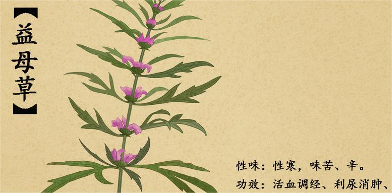 1723713810203818.jpg 摄图网_400962646_中草药益母草插画(企业商用).jpg