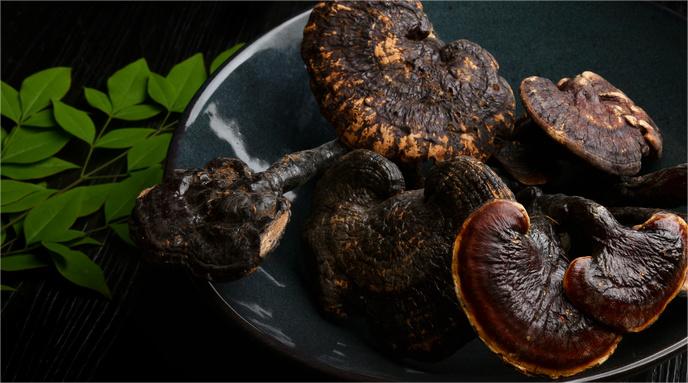 1723779552274143.jpg 摄图网_500670453_名贵中药材灵芝补品(企业商用).jpg